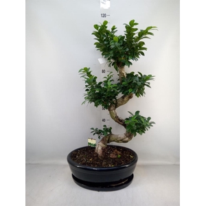 Ficus microcarpa 'Ginseng'