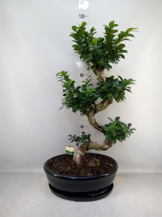<h4>Ficus microcarpa 'Ginseng'</h4>