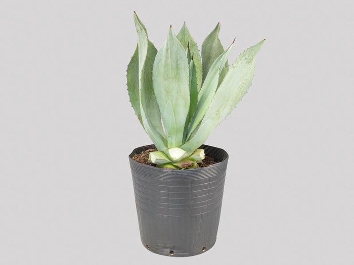 <h4>AGAVE AZUL TR 25L</h4>