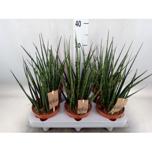 Sansevieria  'Fernwood'