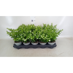 Cuphea hyssopifolia