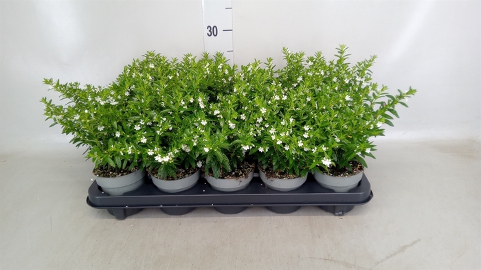 <h4>Cuphea hyssopifolia</h4>