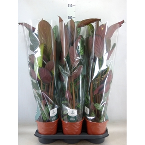 Ctenanthe oppenheimiana