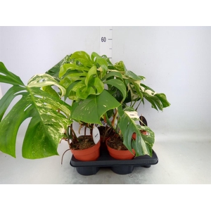 Monstera delic. 'Variegata'