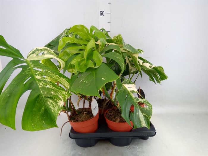 <h4>Monstera delic. 'Variegata'</h4>