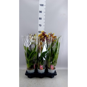 Orchideeen   ...mix
