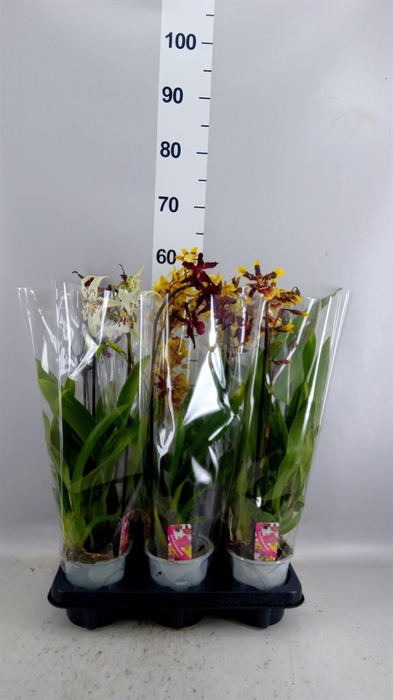 <h4>Orchideeen   ...mix</h4>