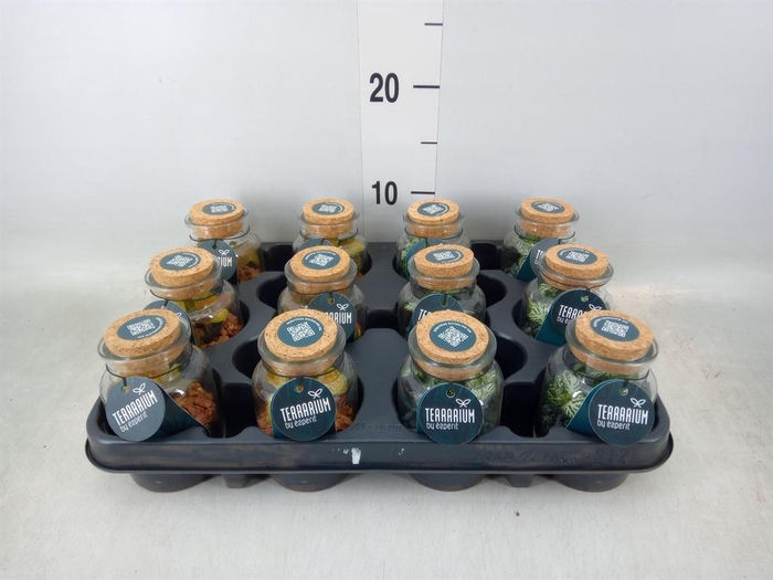 <h4>Arr. Planten L%</h4>