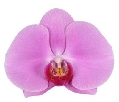 <h4>PHAL HAPPY VALENTINA</h4>