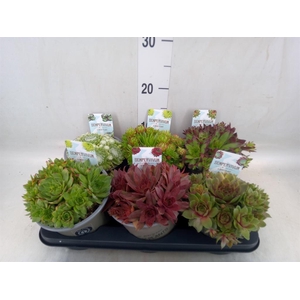Sempervivum   ...mix