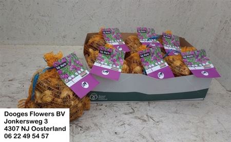 <h4>Bloembol Tulipa</h4>