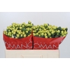 Hypericum Smiley Romance