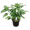 arr8 Brugmansia Struik Wit
