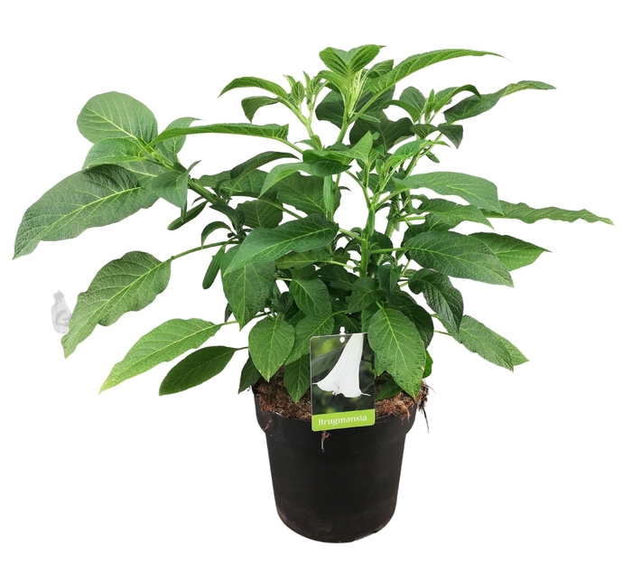 arr8 Brugmansia Struik Wit