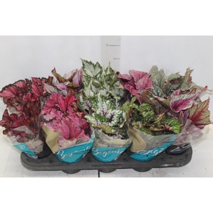 BEGONIA BELEAF P11 PO