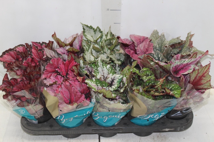 <h4>BEGONIA BELEAF P11 PO</h4>