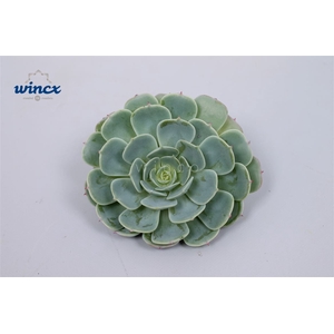 Echeveria Secunda Cutflower Wincx-8cm