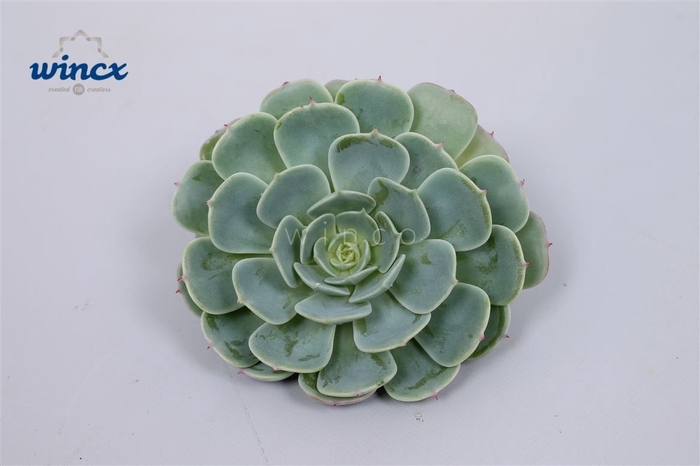 <h4>Echeveria Secunda Cutflower Wincx-8cm</h4>