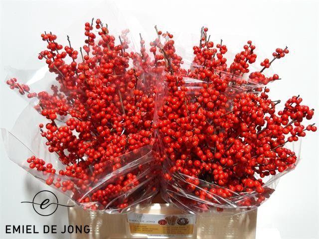 <h4>Ilex verticillata</h4>