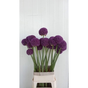 Allium Ambassador