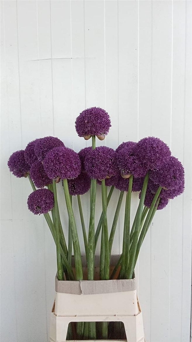 <h4>Allium Ambassador</h4>