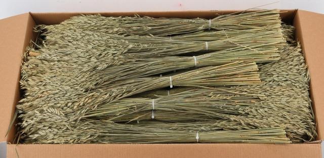 DF BROMUS BS