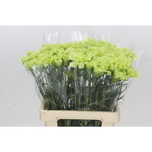 Dianthus St Goblin