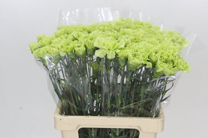 <h4>Dianthus St Goblin</h4>