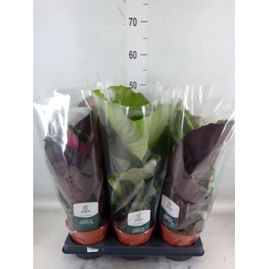 Calathea roseopicta   ...mix