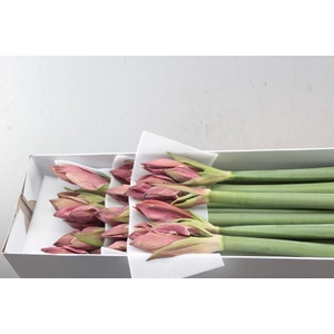 Hipp Ga Gervase (rose)x15