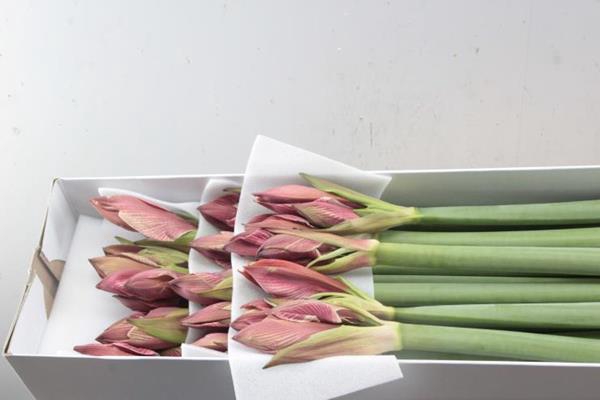 <h4>Hipp Ga Gervase (rose)x15</h4>