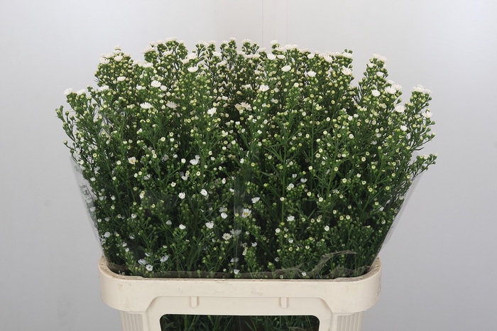 <h4>Aster Paquita</h4>