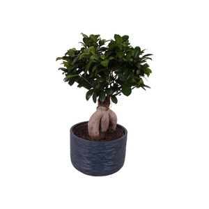 Ficus m. Ginseng ø18cm in ø20cm Rustic Touch Nº262