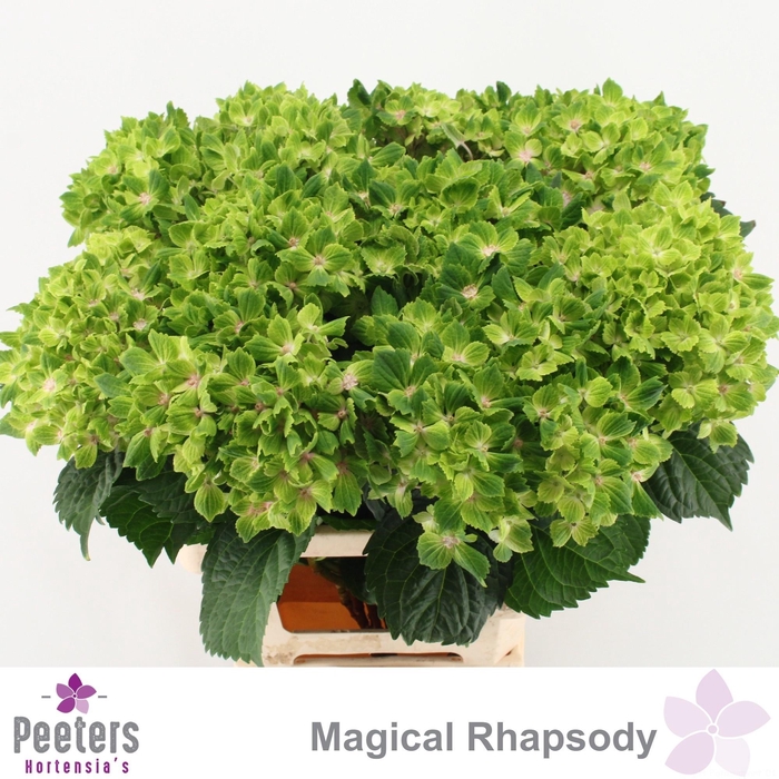 <h4>HYDR M MAG RHAPSODY</h4>