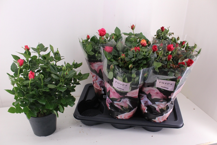 <h4>RO PALACE GEM 3 SRT</h4>