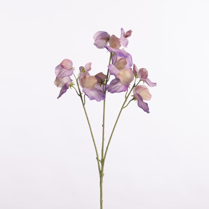 <h4>AF Lathyrus Sprx3 L66cm Lilac</h4>