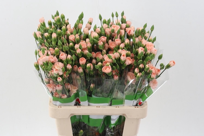 <h4>Dianthus TR 'Hamada'</h4>