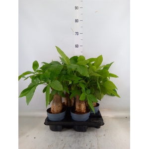 Pachira aquatica