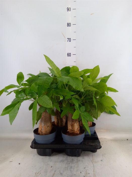<h4>Pachira aquatica</h4>