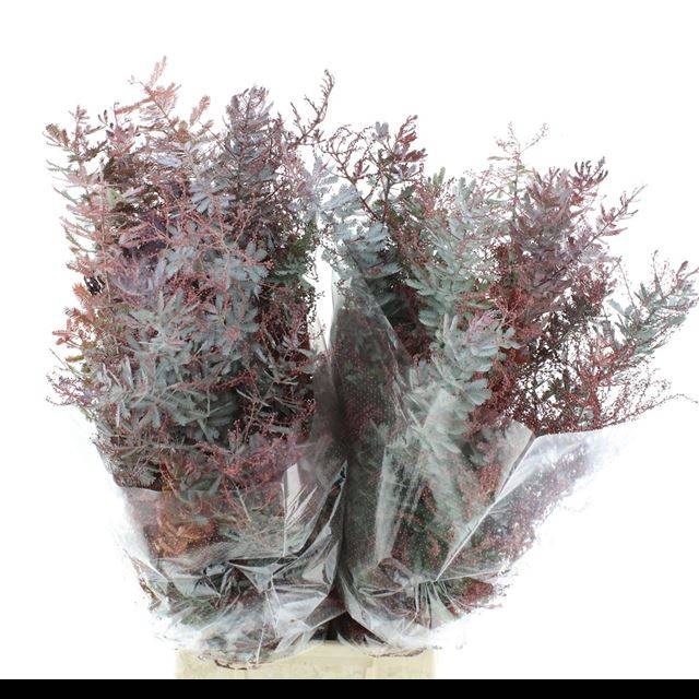 <h4>ACACIA BL B PURP BS</h4>