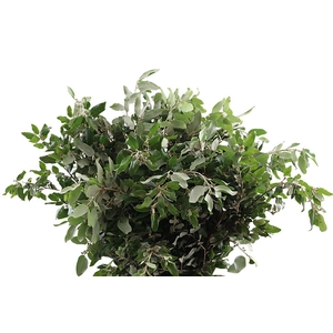 Steeneik 250 Gram
