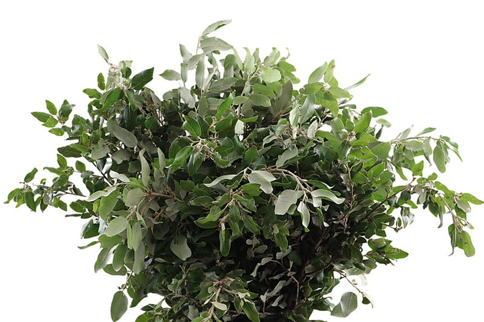 Steeneik 250 Gram