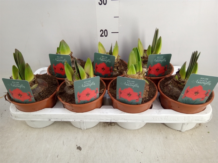 <h4>Hippeastrum   ...</h4>