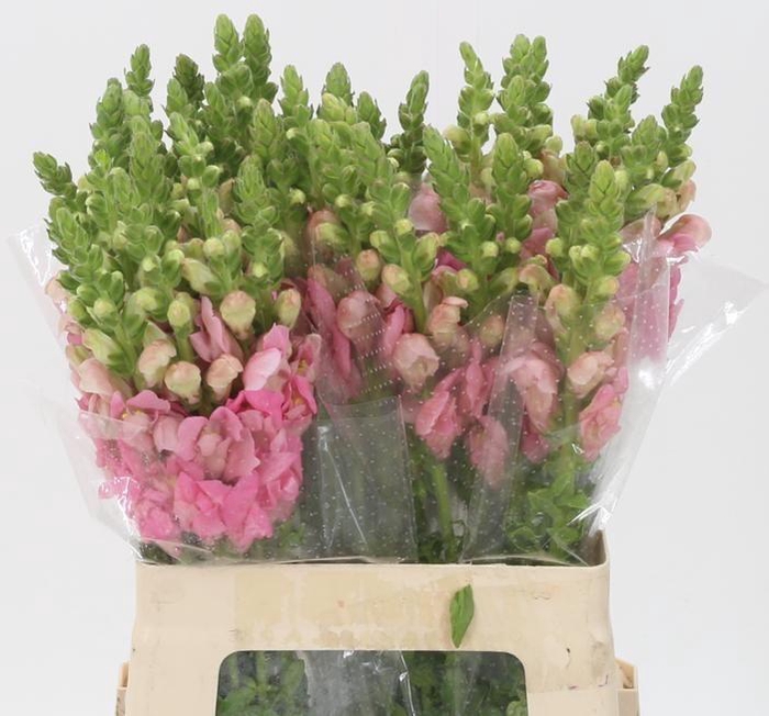 <h4>ANTIR POTO PINK</h4>