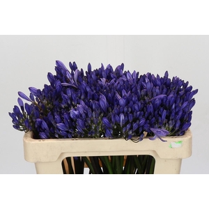 Agapanthus EYFORI Blue