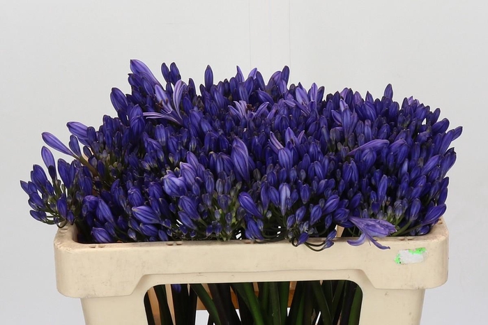 <h4>Agapanthus EYFORI Blue</h4>