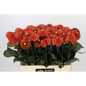 Dahlia Orange Fox