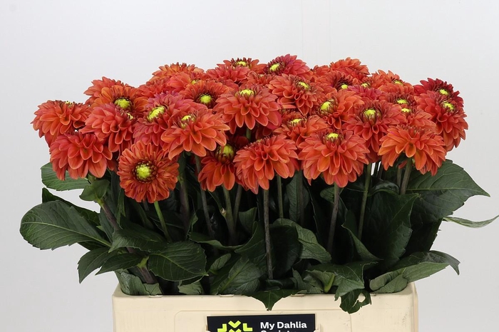 <h4>Dahlia Orange Fox</h4>