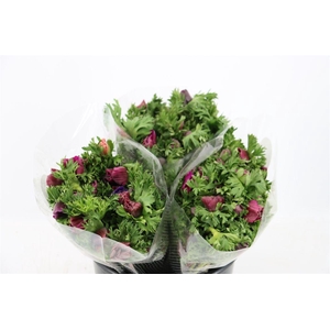 Anem Marianne Orchid