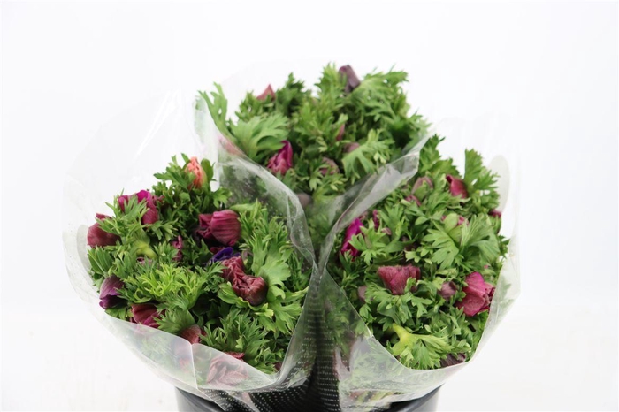 Anem Marianne Orchid